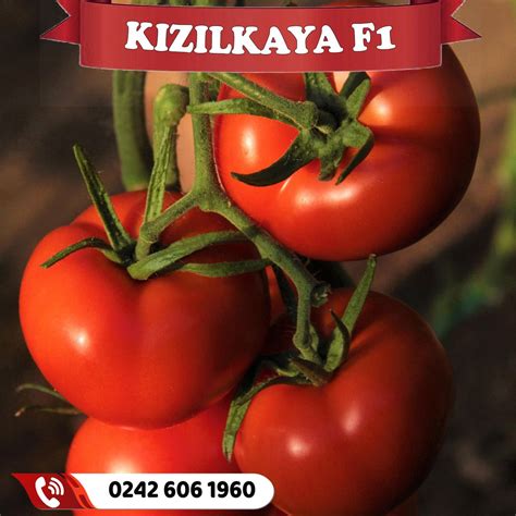 kızılkaya domates çeşidi